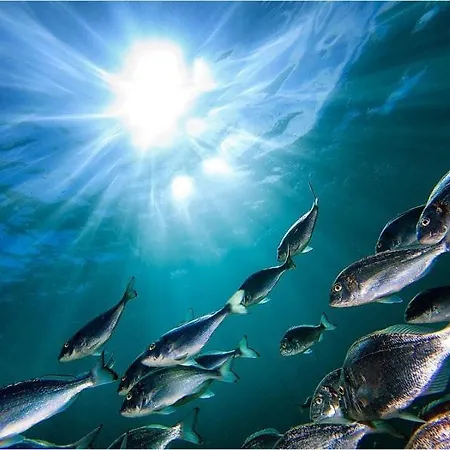Marlin *