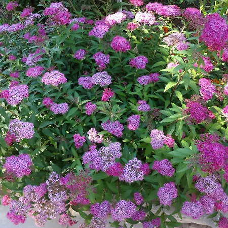 Marlin * קלנוביצה